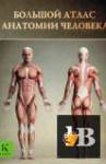 Скачать книгу Большой атлас анатомии человека (2013) бесплатно